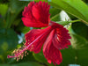 Hibiscus benefits for radiant skin